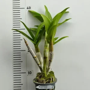 Alternative view of Ready to Flower Size Dendrobium Dolly Splash