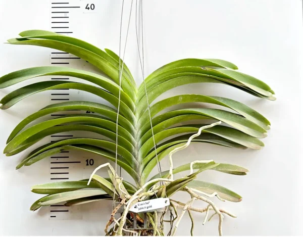 Vanda Sasicha × Jakkit Gold Blooming Size - Image 2