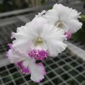 White Pink Seedling