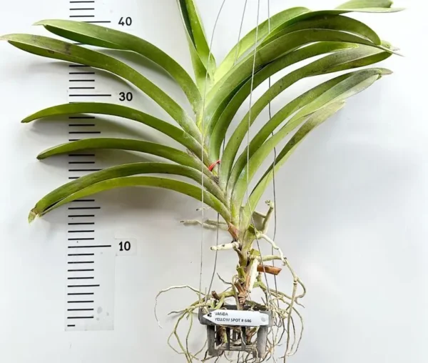 Vanda Yellow Spot 646 Blooming Size - Image 2