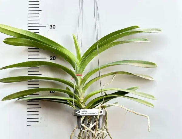 Vanda Bright Yellow 17 Blooming Size - Image 2