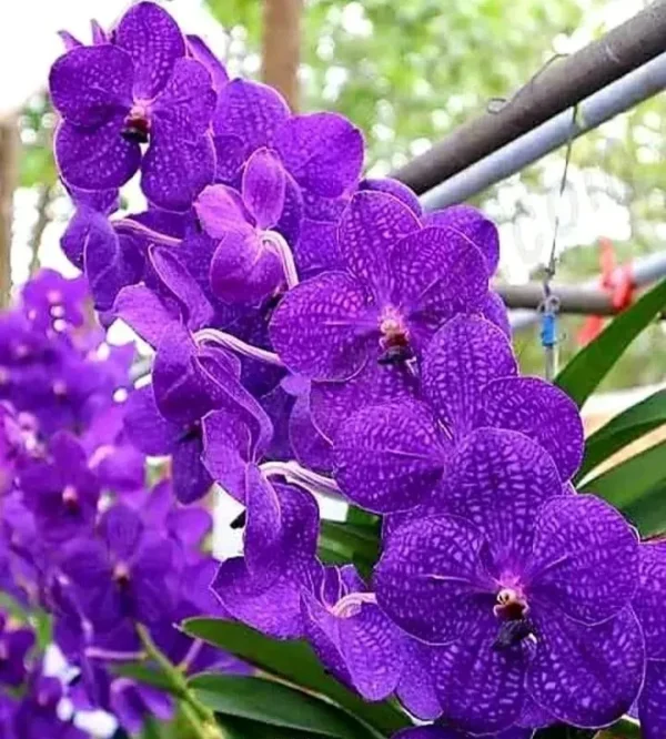 Vanda Blue 655 Blooming Size