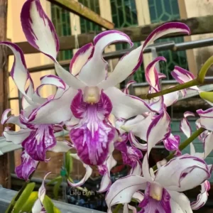 Judy Ruth 5% Splash Seedling