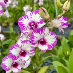 Ready to Flower Size Dendrobium Dolly Splash