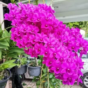Sonya Red Seedling