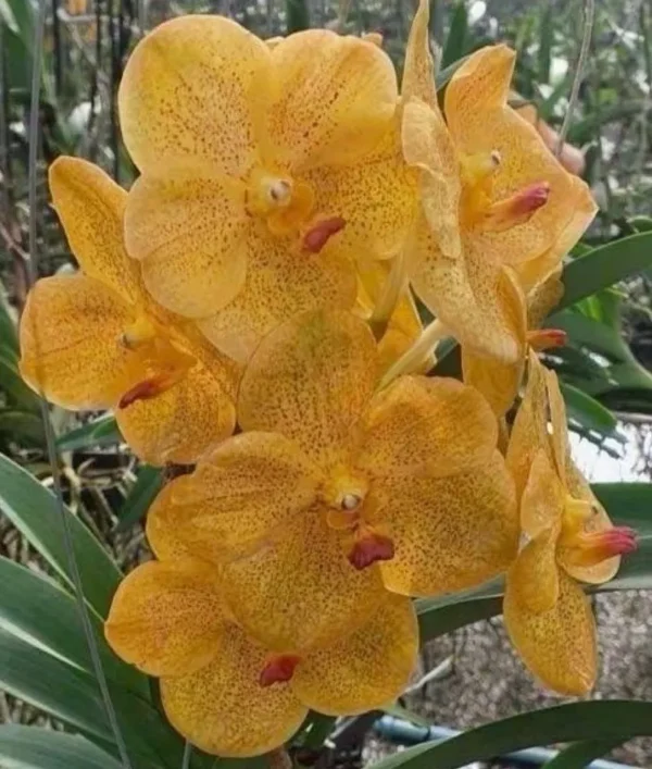 Vanda Yellow Spot 646 Blooming Size