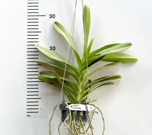 Aeridovanda Photisan Blooming Size - Image 2