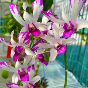Judy Ruth 5% Splash Seedling