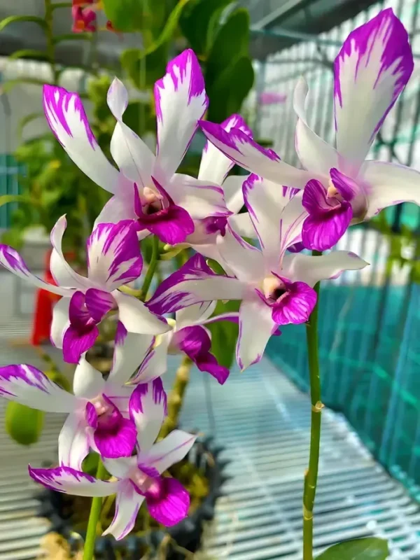 Judy Ruth 5% Splash Seedling
