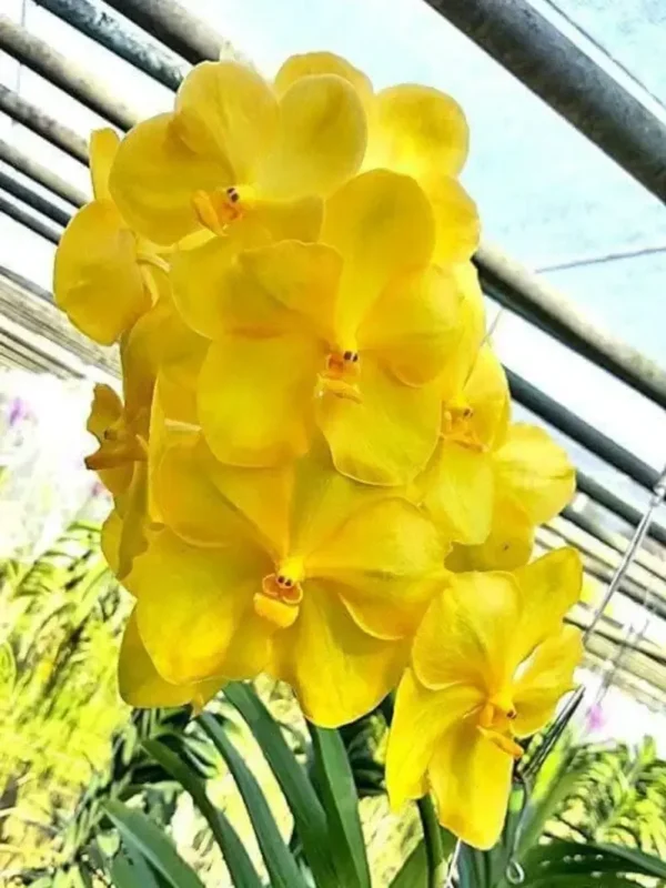 Vanda Bright Yellow 17 Blooming Size