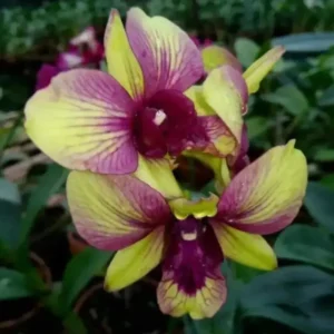 Mickey Green Seedling