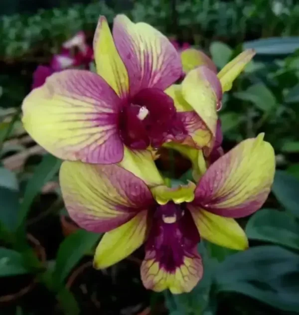 Mickey Green Seedling