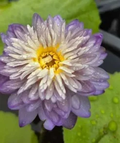 Care Free Water Lily