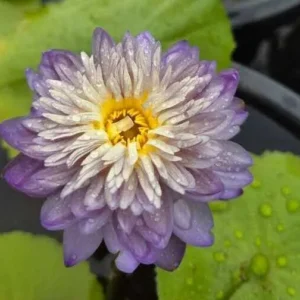 Care Free Water Lily