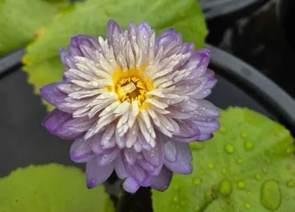 Care Free Water Lily