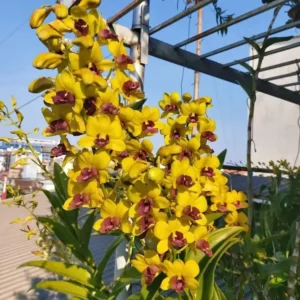 Yellow Red Lip 801 Seedling