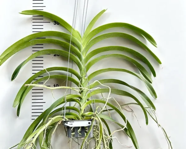 Vanda Loke Blooming Size - Image 2