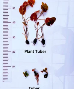 Alternative view of Magenta Starburst Water Lily