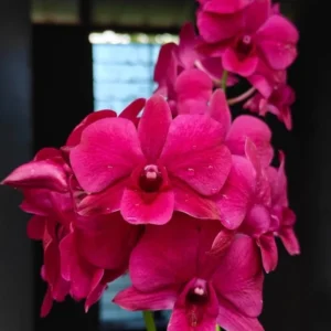 Red Lucky Seedling