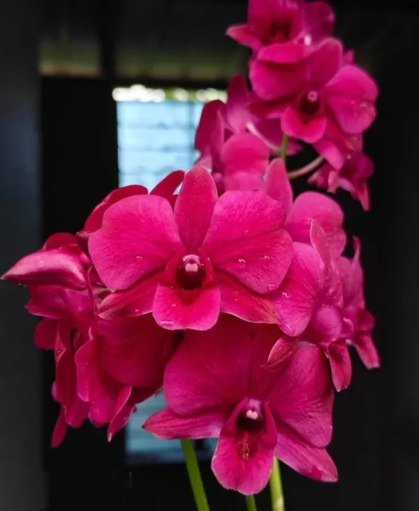 Red Lucky Seedling