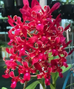 Sunny Red Twist Seedling