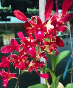 Sunny Red Twist Seedling