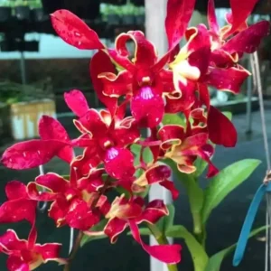 Red Maroon Twist 57 Seedling
