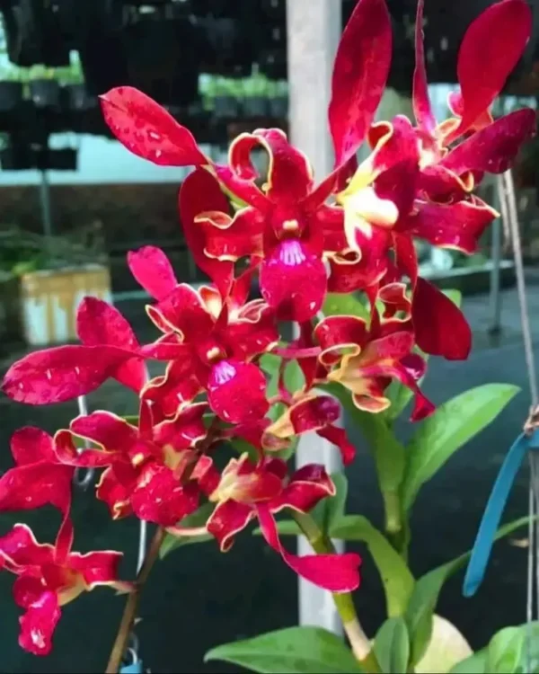 Red Maroon Twist 57 Seedling
