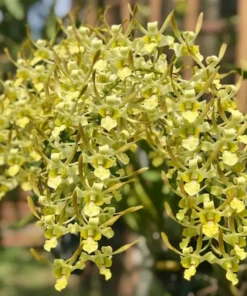 Chanchao 87 Seedling