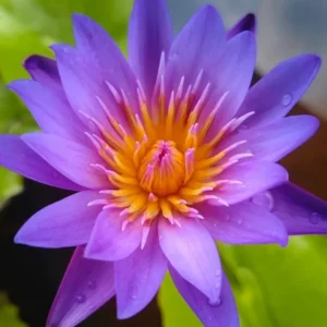 Suvana Water Lily