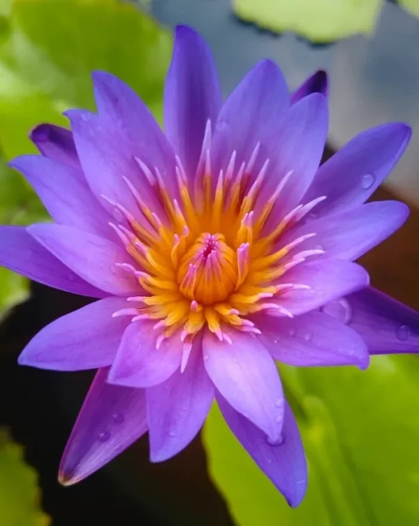 Suvana Water Lily
