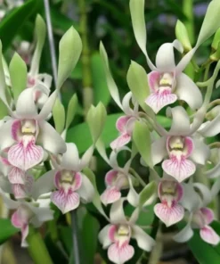 Rabbit Green 96 Seedling