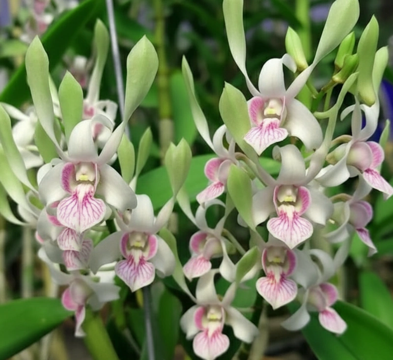 Rabbit Green 96 Seedling