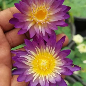 Nimitmai Water Lily