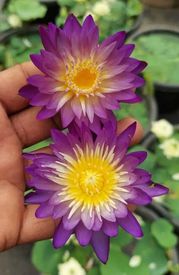 Nimitmai Water Lily