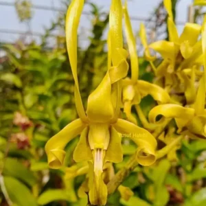 Rabbit Gold 194 Seedling