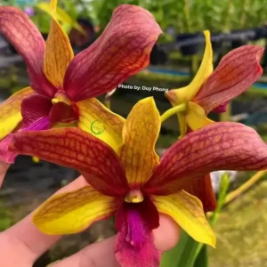 Golden Brown Seedling