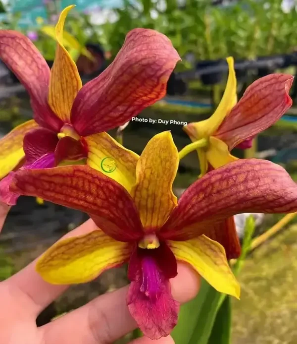 Golden Brown Seedling