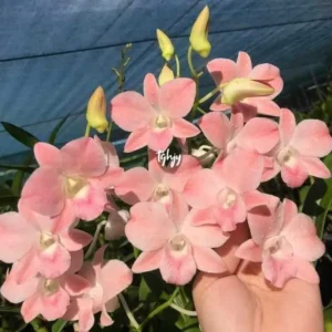 Ready to Flower Size Dendrobium Peach Honey