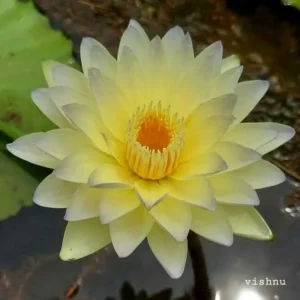 Poonsub Water Lily