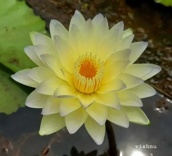 Poonsub Water Lily