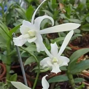 Avatan White Rabbit Seedling