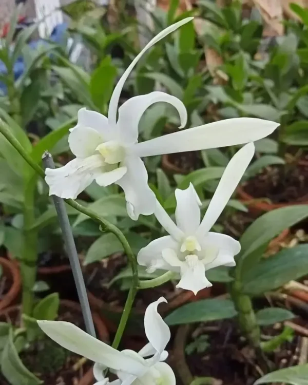 Avatan White Rabbit Seedling
