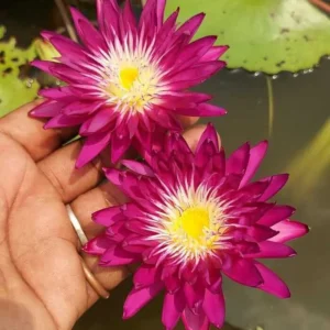 Subsompoon Water Lily