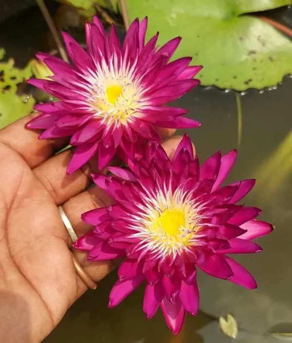 Subsompoon Water Lily