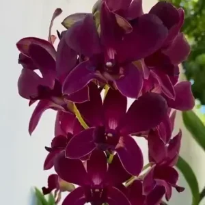 Aloha Maroon Seedling