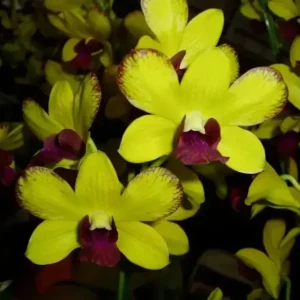 Thongchai Red Edge Seedling