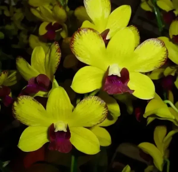 Thongchai Red Edge Seedling