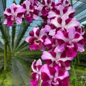 Super Supan King Seedling