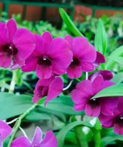 Chang Deang Seedling